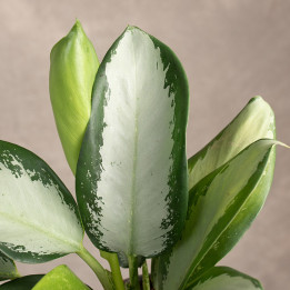 Aglonema 'Silver Blue' | Tomaszewski