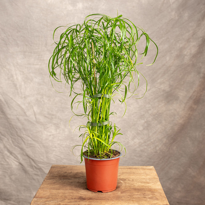 Cyperus 'Alternifolius' | Tomaszewski