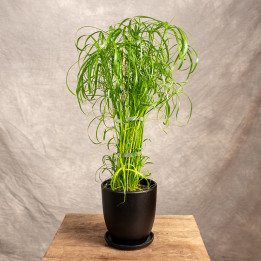 Cyperus 'Alternifolius' | Tomaszewski