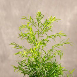 Asparagus 'Cwebe' | Tomaszewski