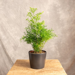 Asparagus 'Cwebe' | Tomaszewski
