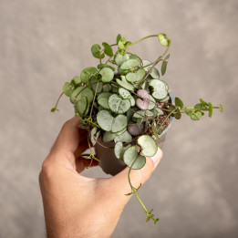 Ceropegia 'Silver Glory' | Tomaszewski