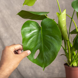 Monstera deliciosa | Monstera dziurawa