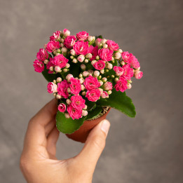 Kalanchoe różowe | Tomaszewski