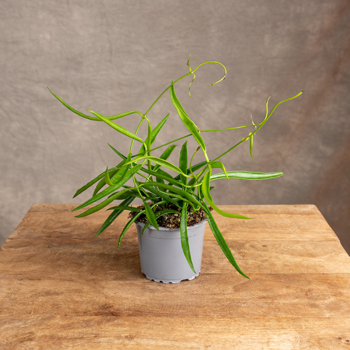 Hoya longifolia 'China Beans' | Tomaszewski