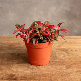 Fittonia 'Red Forest Flame' | Tomaszewski
