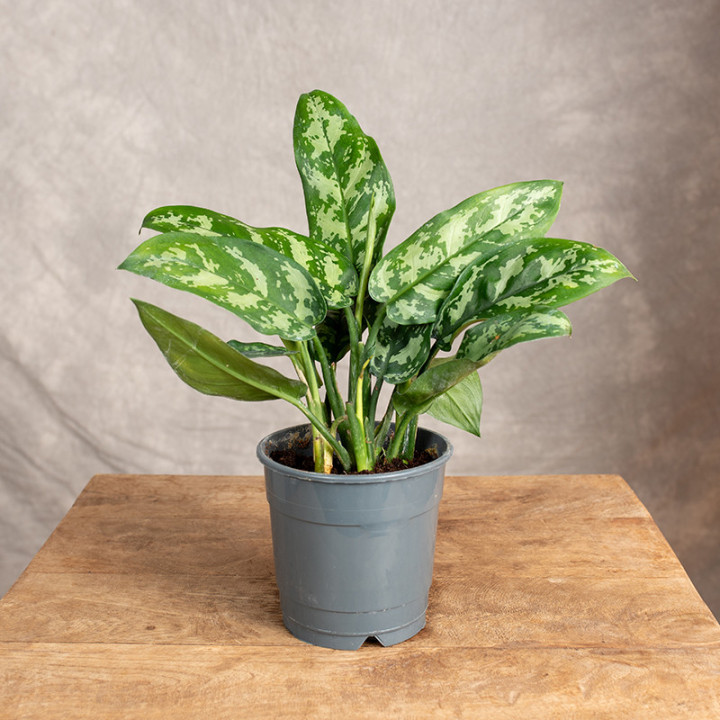 Aglaonema 'Maria' | Tomaszewski