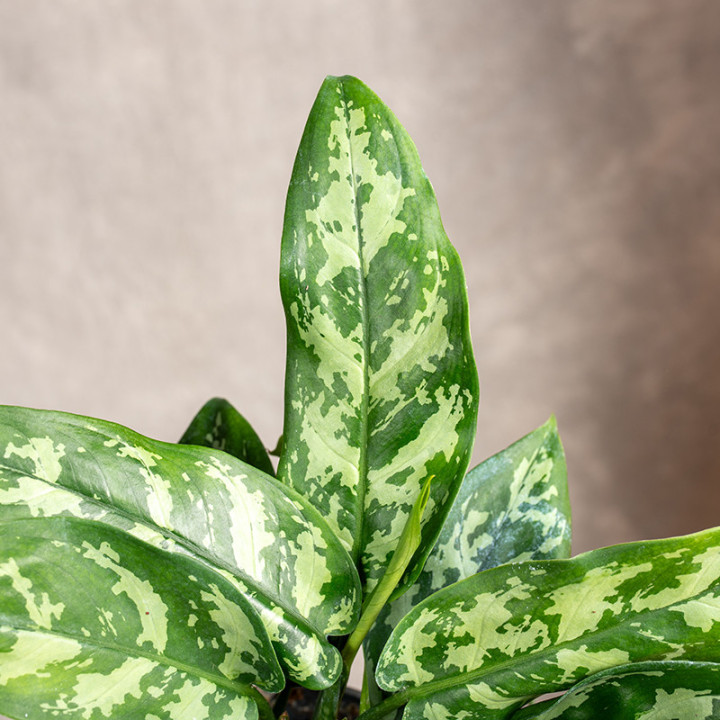 Aglaonema 'Maria' | Tomaszewski
