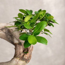 Bonsai Ficus Ginseng | Tomaszewski