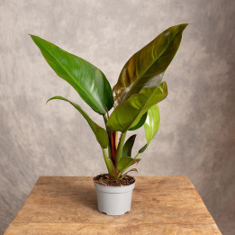 Filodendron 'Imperial Red' | Tomaszewski