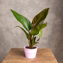 Filodendron 'Imperial Red' | Tomaszewski