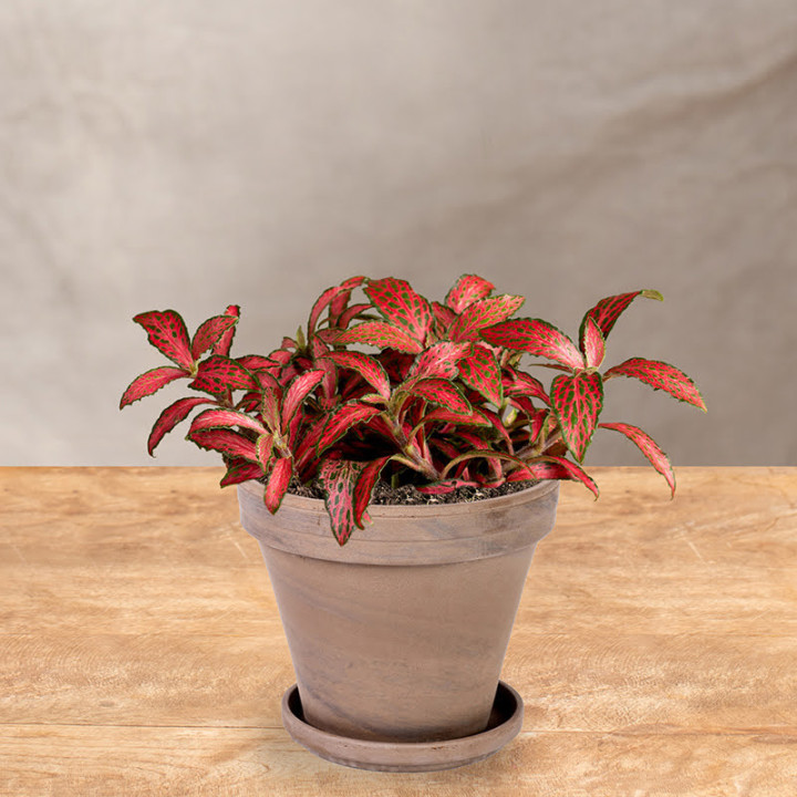 Fittonia 'Red Forest Flame' | Tomaszewski