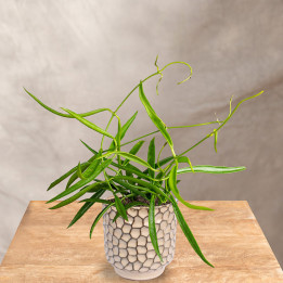 Hoya longifolia 'China Beans' | Tomaszewski