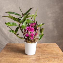 Dendrobium 'Hibiki' | Tomaszewski