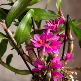 Dendrobium 'Hibiki' | Tomaszewski