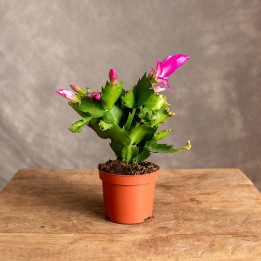 Kaktus bożonarodzeniowy | Szlumbergera | Schlumbergera