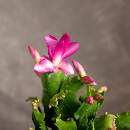 Kaktus bożonarodzeniowy | Szlumbergera | Schlumbergera