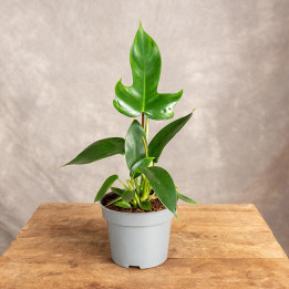 Filodendron 'Florida' | Tomaszewski