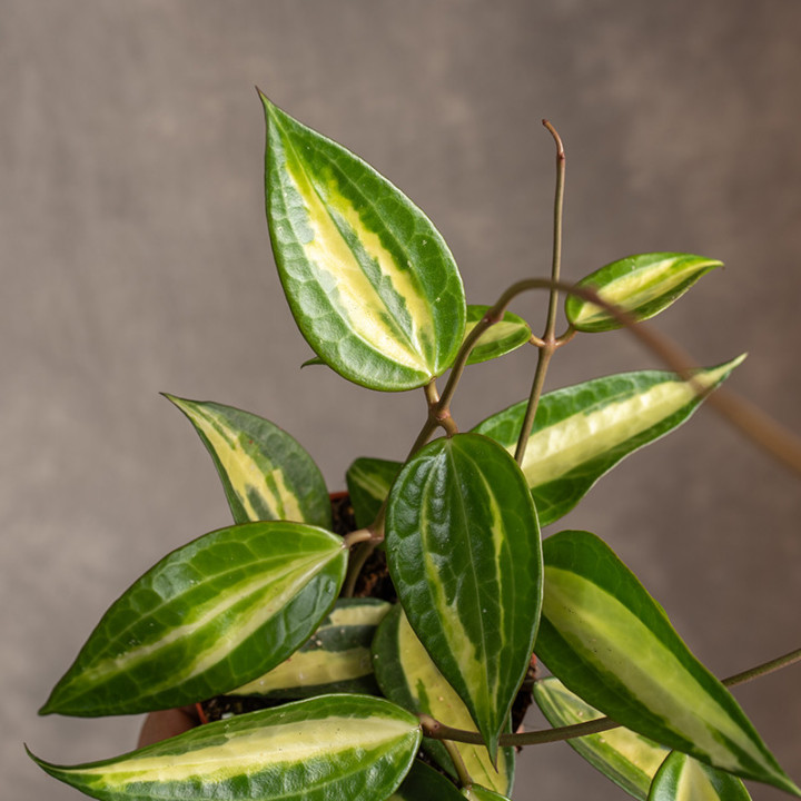 Hoya latifolia 'Pot of Gold' Hoja ⌀11 cm | Tomaszewski