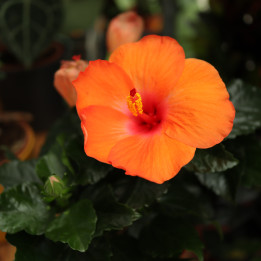 Hibiskus pomarańczowy | Tomaszewski