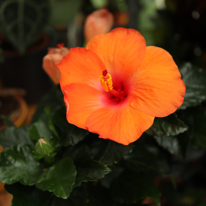 Hibiskus pomarańczowy | Tomaszewski