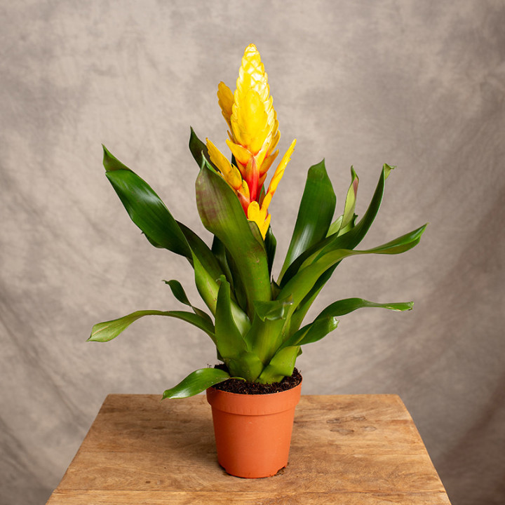 Frizea 'Intenso Yellow' | Tomaszewski