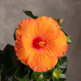 Hibiskus pomarańczowy | Tomaszewski