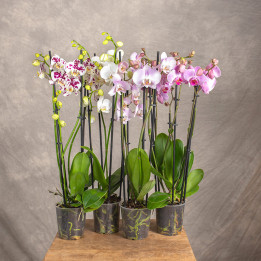 Storczyk Phalaenopsis brzoskwiniowy| Na prezent