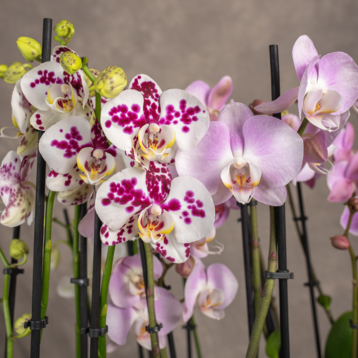 Storczyk Phalaenopsis brzoskwiniowy| Na prezent
