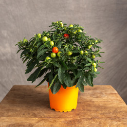 Solanum Psianka | Tomaszewski