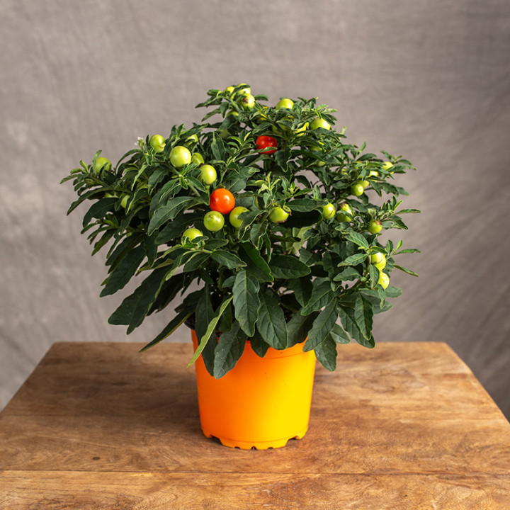 Solanum Psianka | Tomaszewski