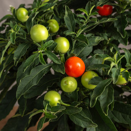 Solanum Psianka | Tomaszewski