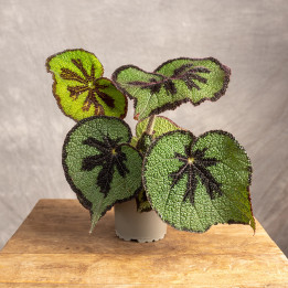 Begonia massoniana 'Rock' | Tomaszewski