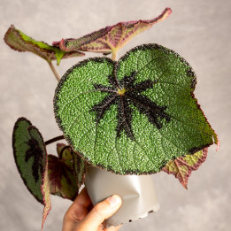 Begonia massoniana 'Rock' | Tomaszewski