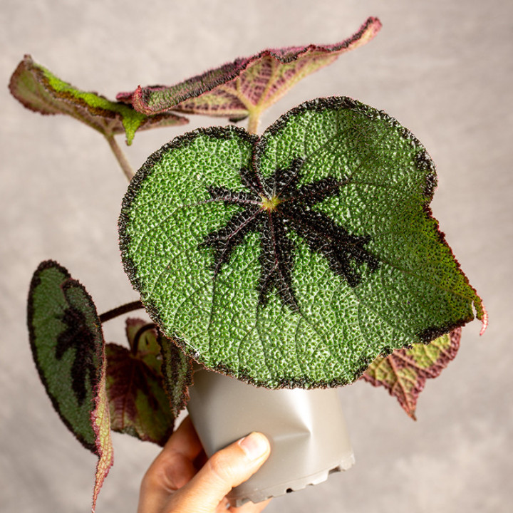 Begonia massoniana 'Rock' | Tomaszewski