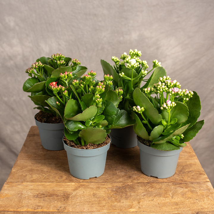 Kalanchoe Mix kolorów | Tomaszewski