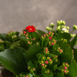 Kalanchoe Mix kolorów | Tomaszewski