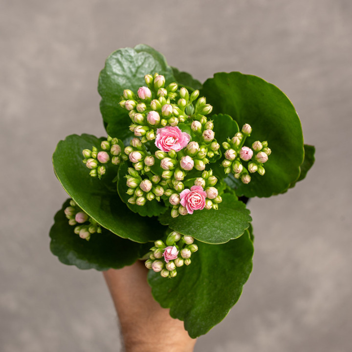 Kalanchoe Mix kolorów | Tomaszewski