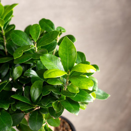 Bonsai Ficus Ginseng | Duży
