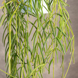 Hoja linearis | Tomaszewski