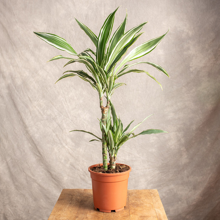 Dracena 'White Stripe' | Tomaszewski