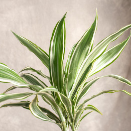 Dracena 'White Stripe' | Tomaszewski