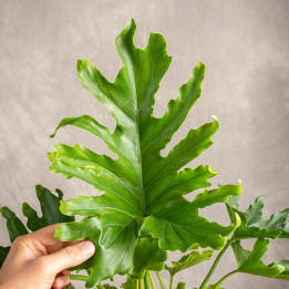 Filodendron 'Little Hope' | Tomaszewski