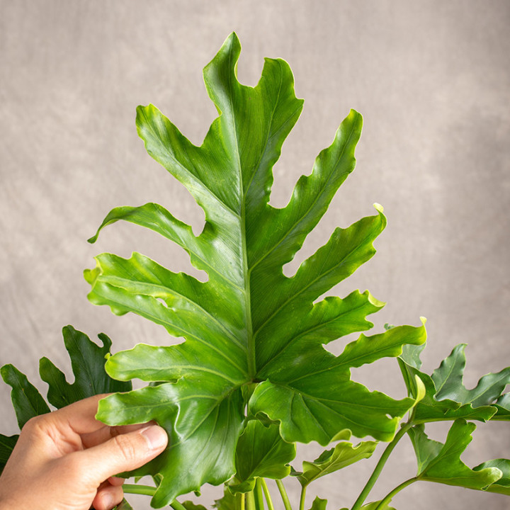 Filodendron 'Little Hope' | Tomaszewski