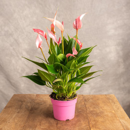 Anturium 'Lilli Pink' | Tomaszewski