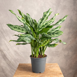 Aglonema 'Miss Julliette' | Tomaszewski