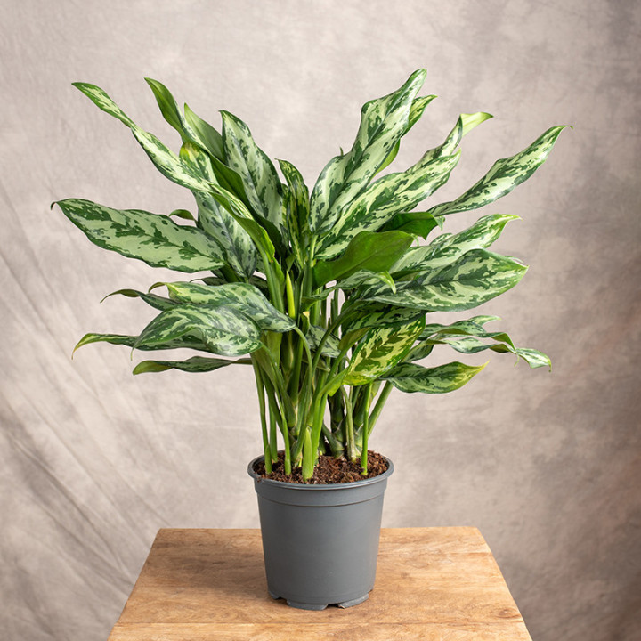 Aglonema 'Miss Julliette' | Tomaszewski