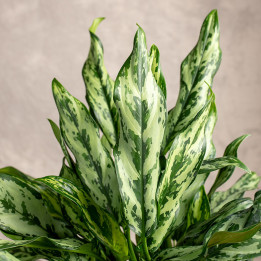 Aglonema 'Miss Julliette' | Tomaszewski