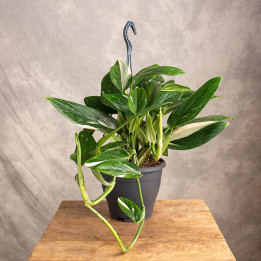 Filodendron 'Cobra' | Tomaszewski