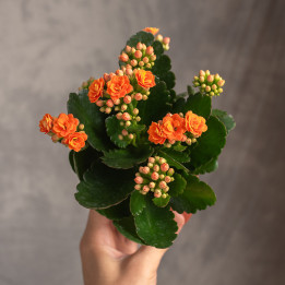 Kalanchoe pomarańczowe | Tomaszewski